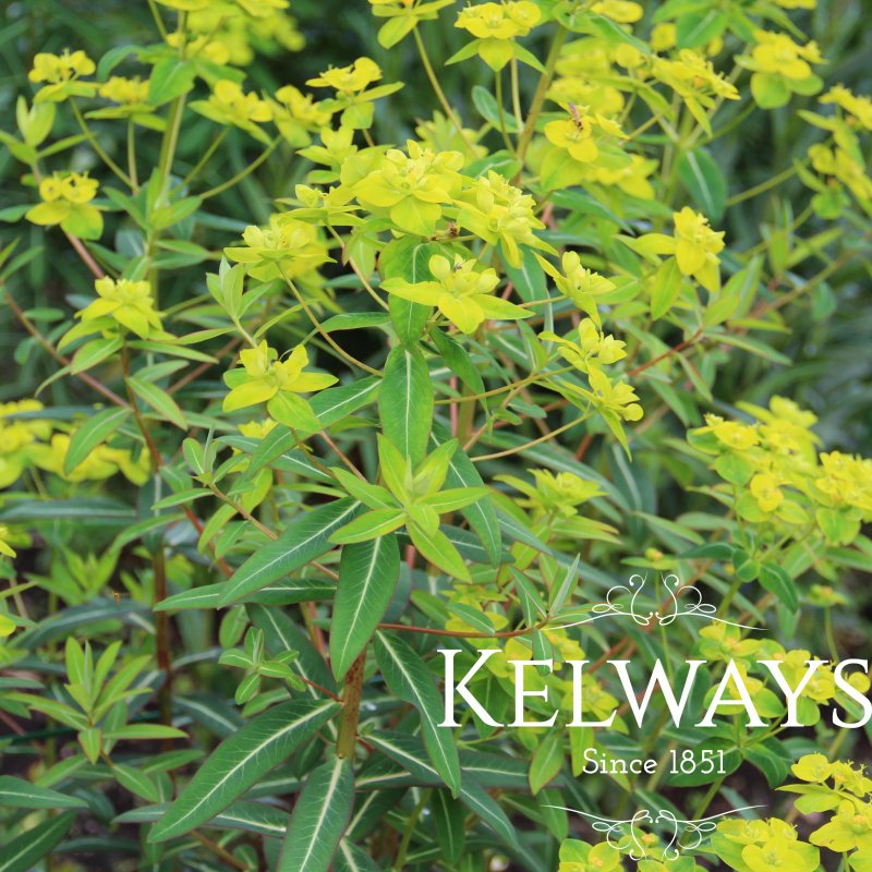 Euphorbia cornigera 'Goldener Turm'