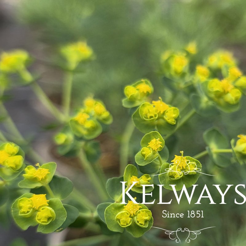 Euphorbia cyparissias (9cm pot)