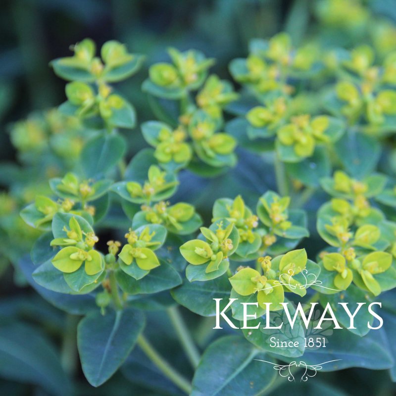 Euphorbia oblongata