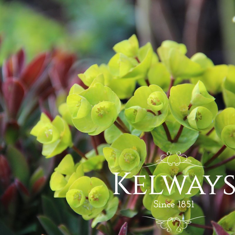 Euphorbia REDWING ('Charam')