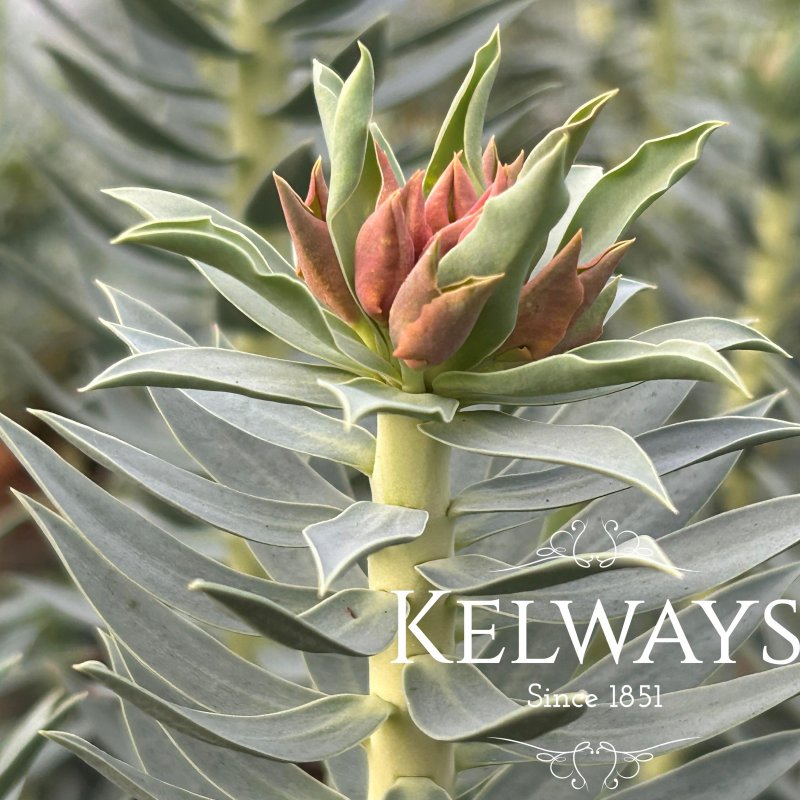 Euphorbia rigida