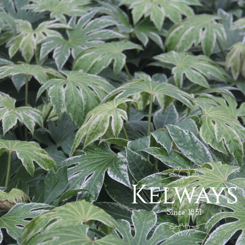 Fatsia japonica 'Tsumugi-shibori' (v)