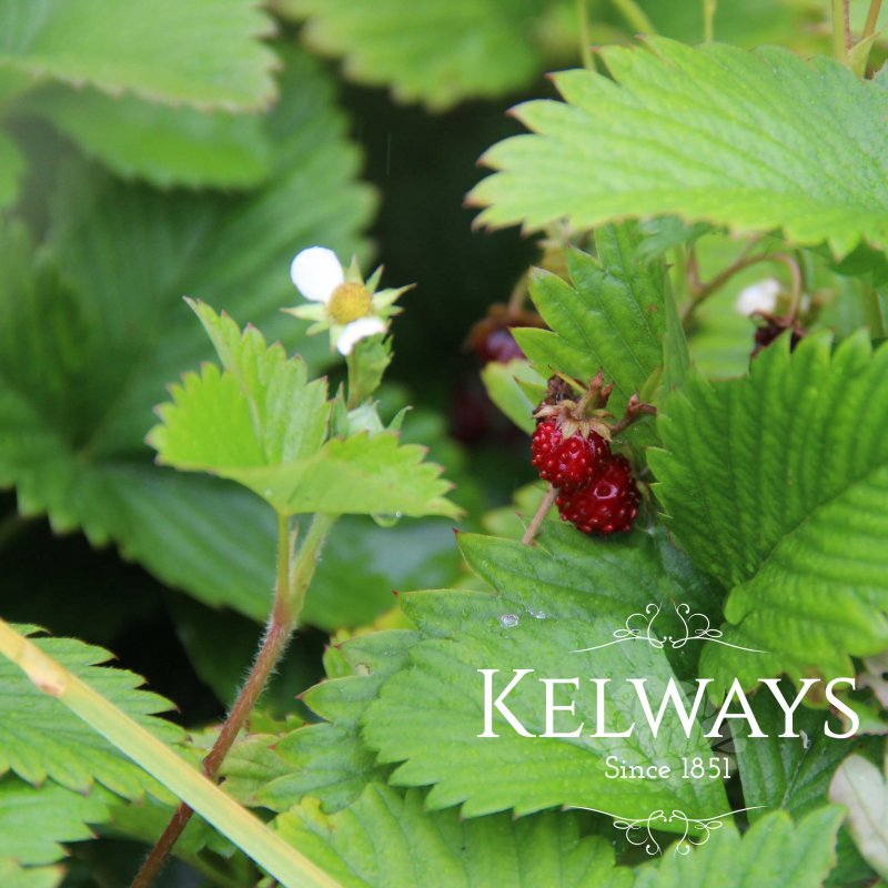 Fragaria vesca (F)