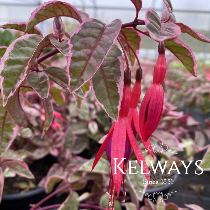 Fuchsia 'Sunray' (v)