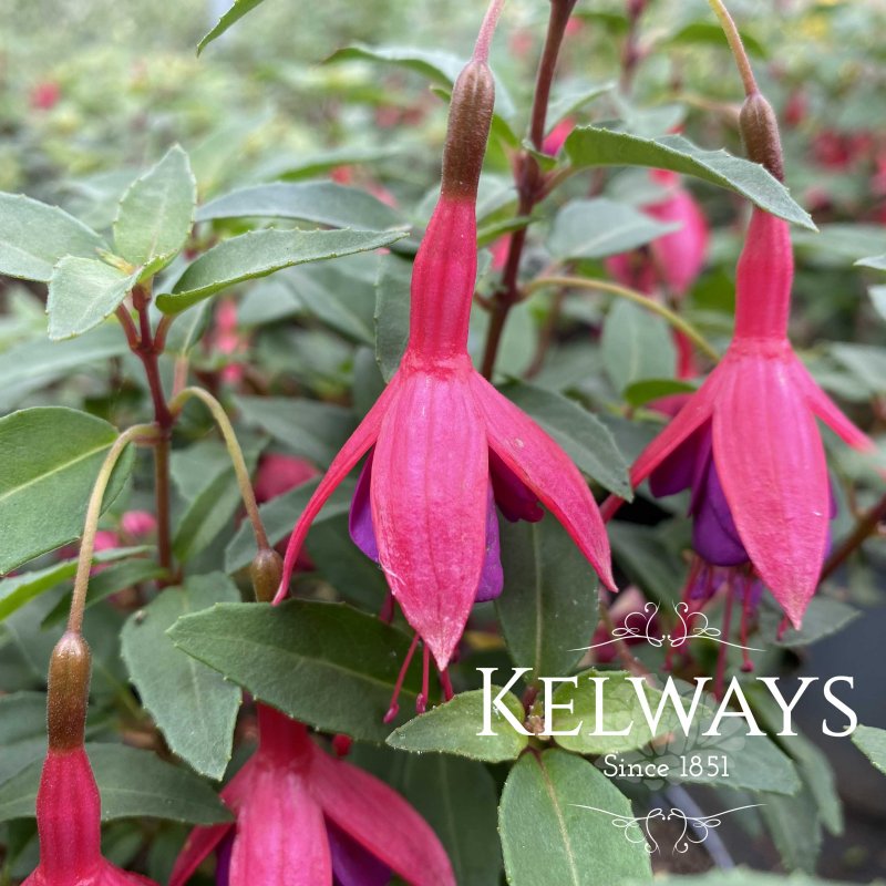 Fuchsia 'Tom Thumb'