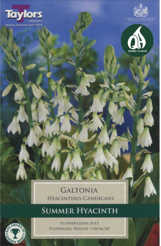 Taylors Bulbs Galtonia candicans (3 bulbs)