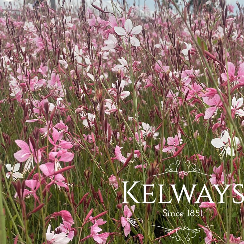 Oenothera lindheimeri 'Siskiyou Pink' (G)