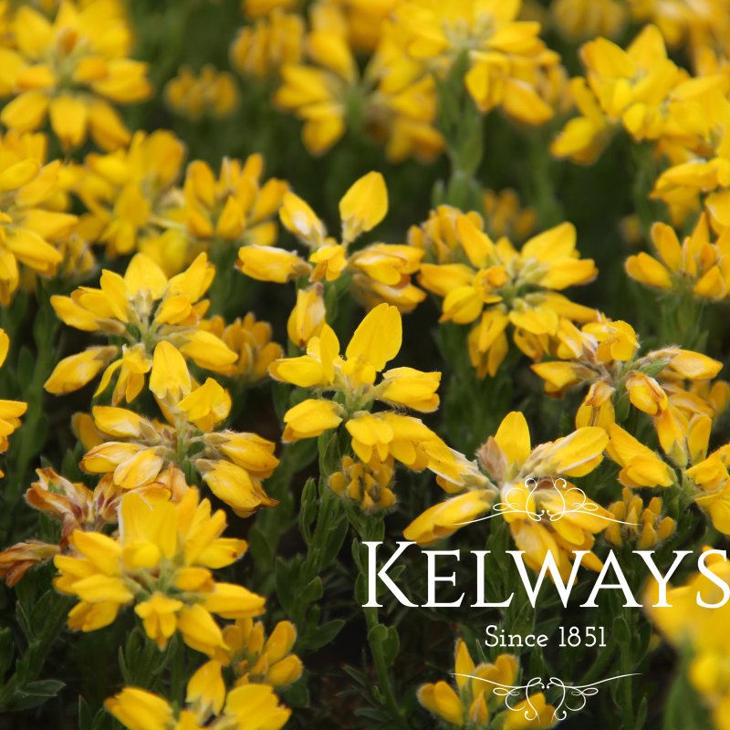 Genista hispanica