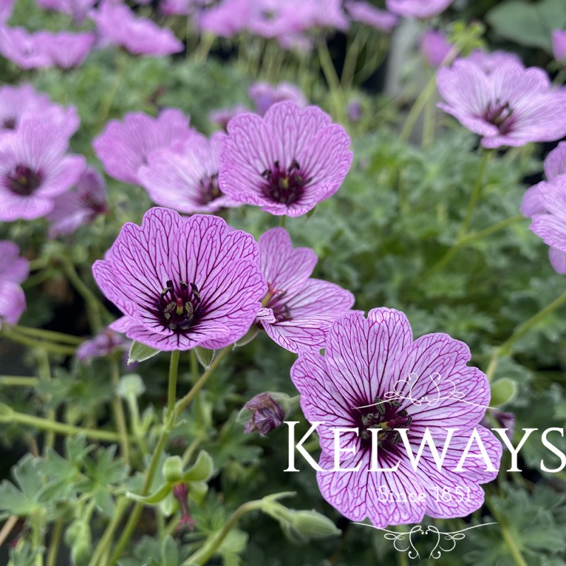 Geranium (Cinereum Group) 'Ballerina'