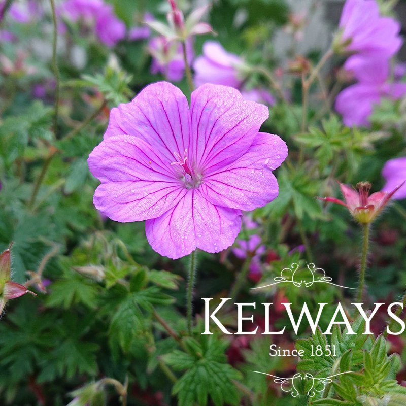 Geranium 'Blushing Turtle' PBR