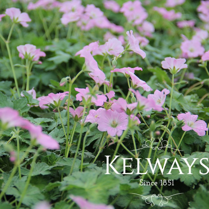 Geranium Dreamland ('Bremdream' PBR)