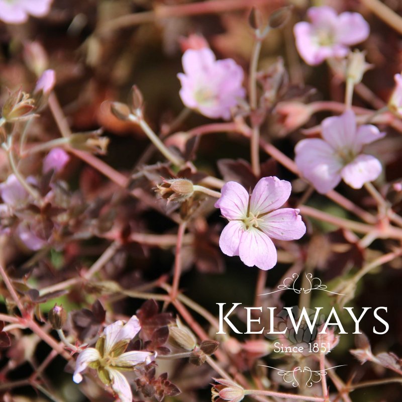 Geranium 'Dusky Rose'