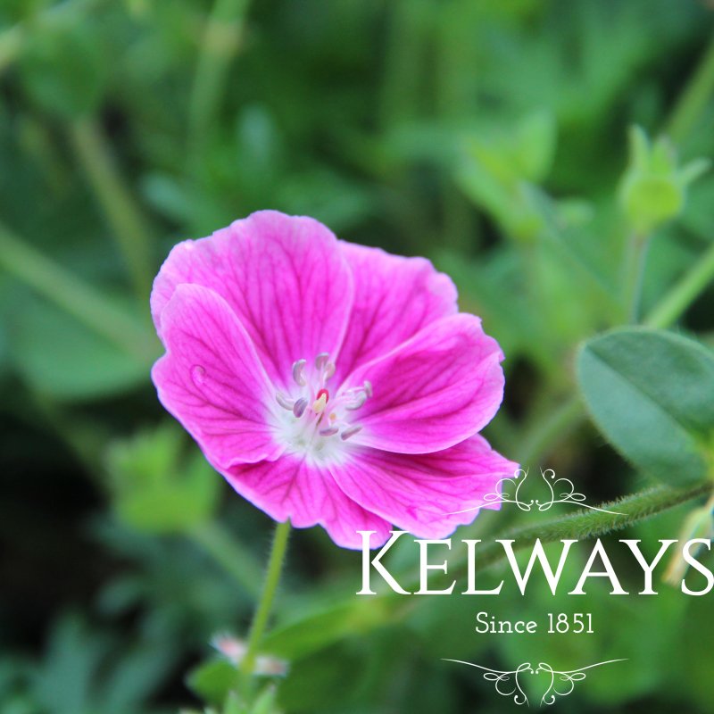 Geranium 'Elke'