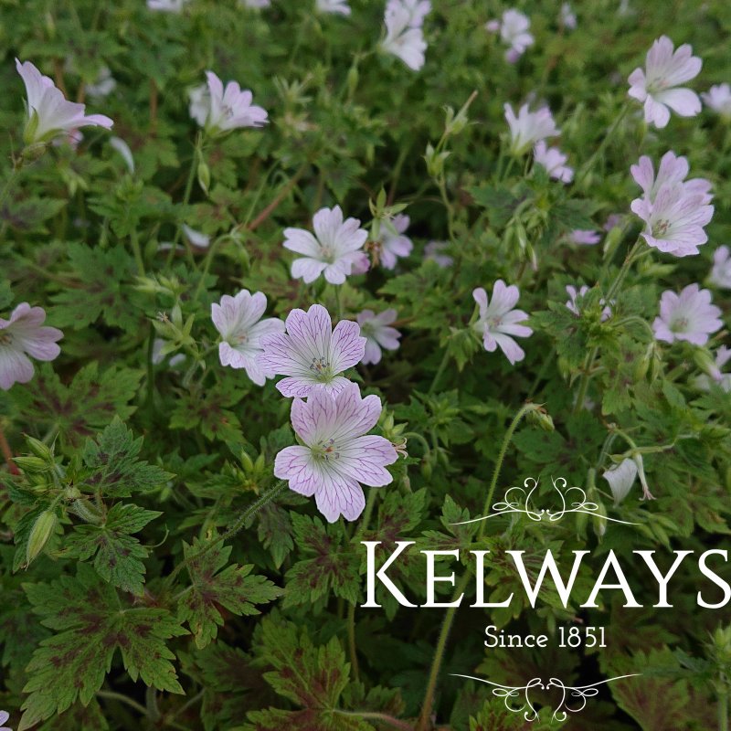Geranium x oxonianum 'Katherine Adele'