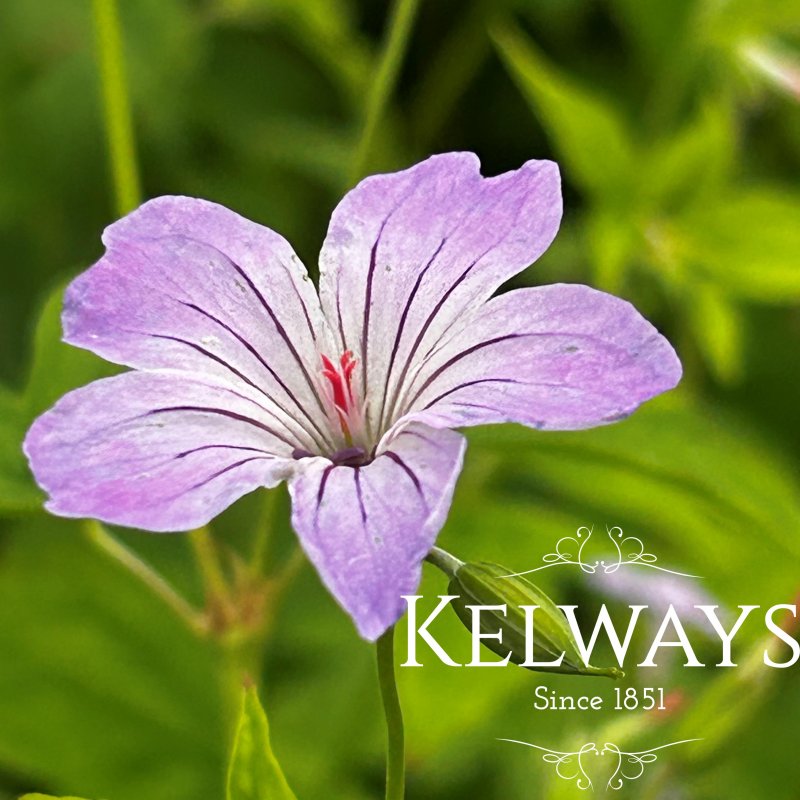 Geranium nodosum (3 litre pot)
