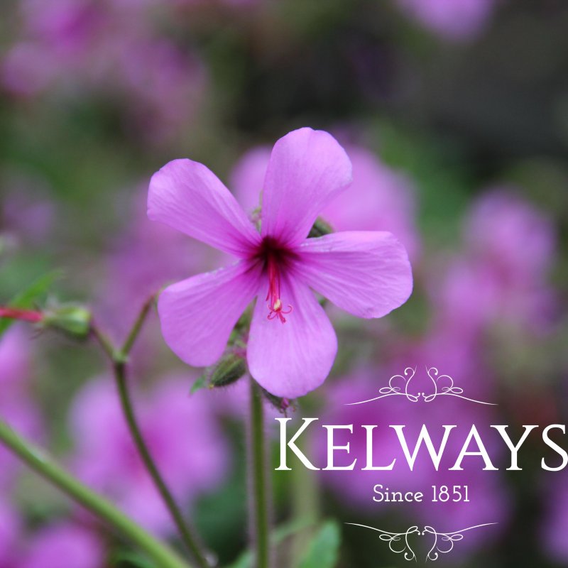 Geranium palmatum