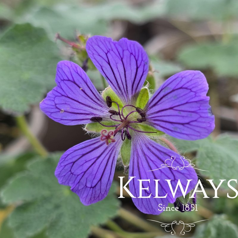 Geranium 'Philippe Vapelle' (9cm pot)