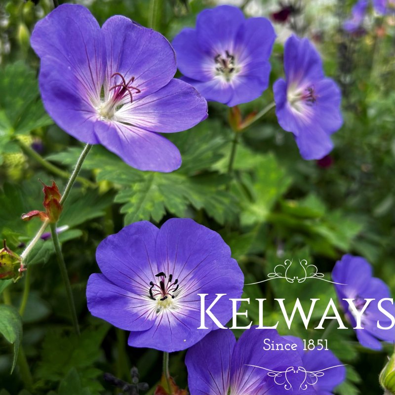 Geranium Rozanne ('Gerwat' PBR)