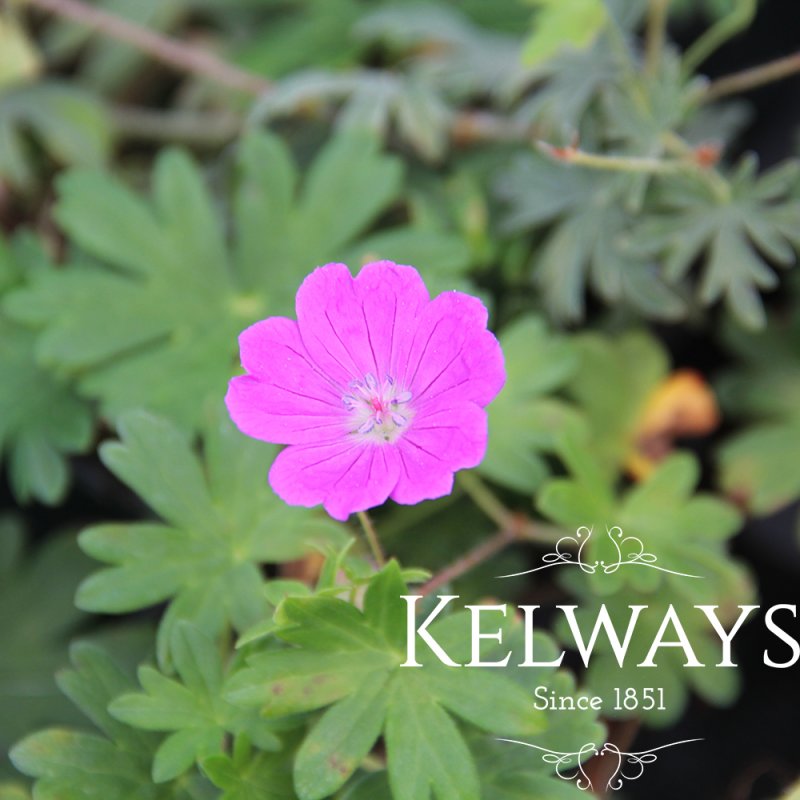 Geranium sanguineum 'Max Frei'