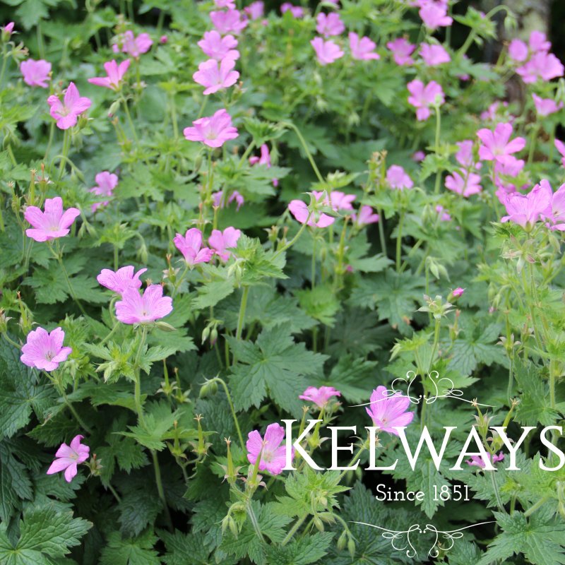 Geranium x oxonianum 'Claridge Druce'