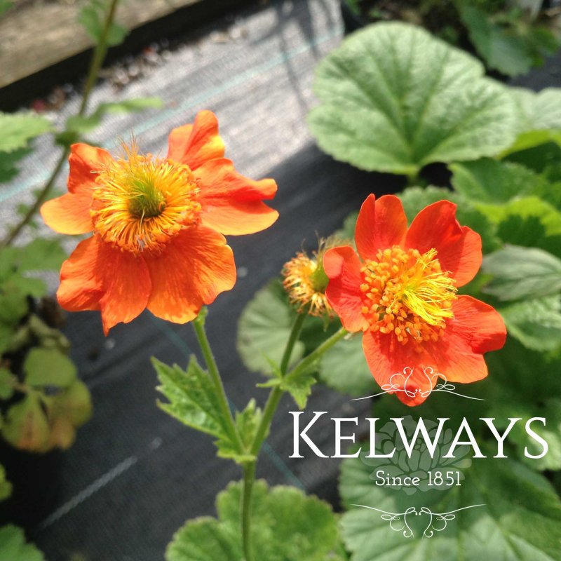 Geum 'Borisii'