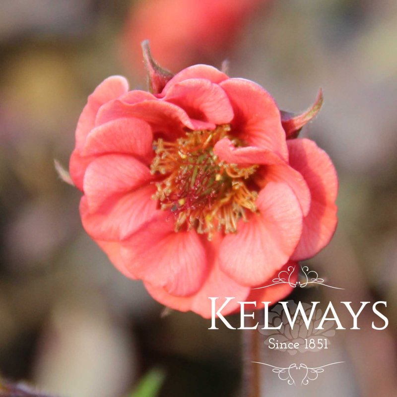 Geum 'Flames of Passion' PBR