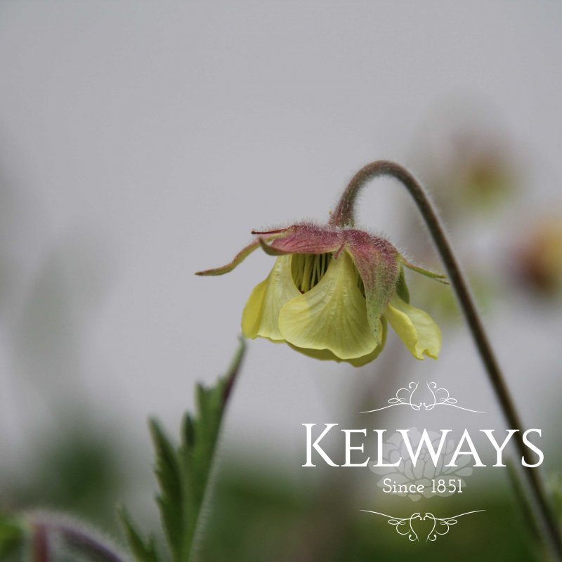 Geum 'Lemon Drops'