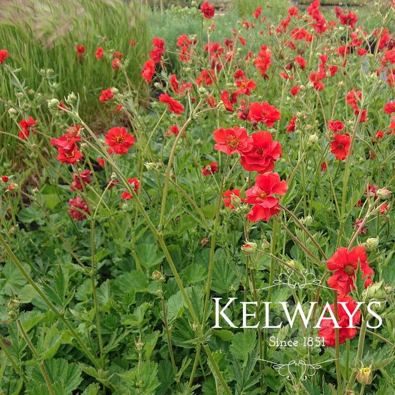 Geum 'Mrs J. Bradshaw' (d) (9cm pot)