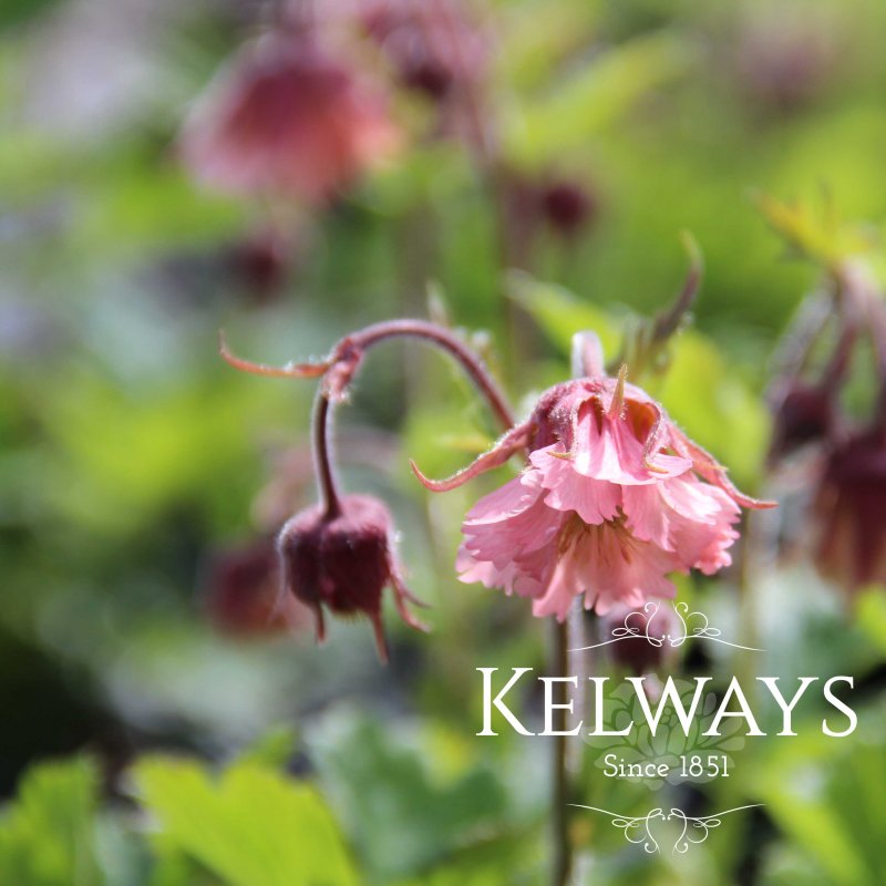 Geum 'Pink Frills'