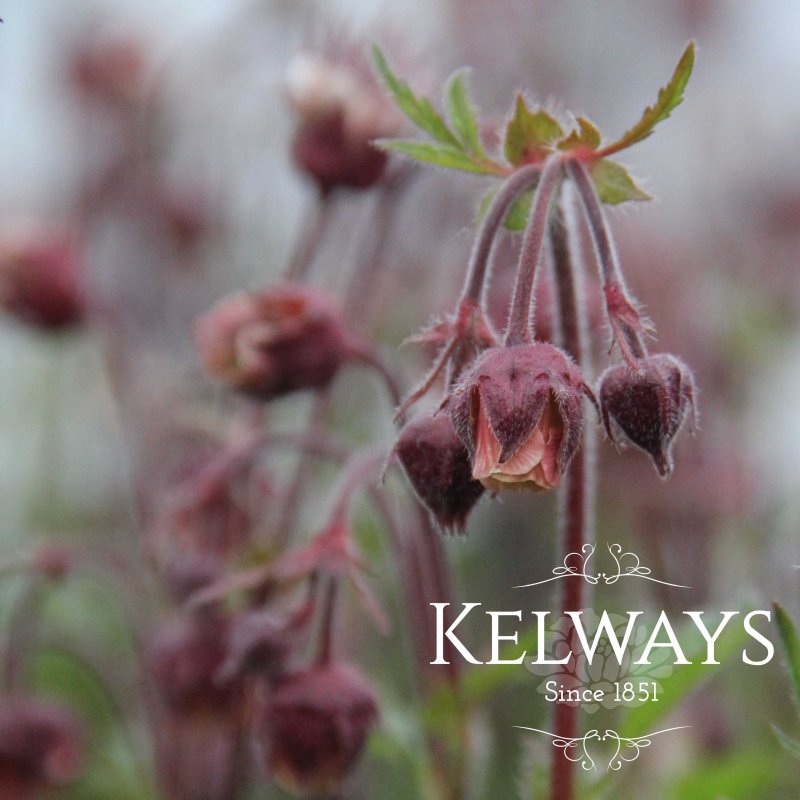 Geum rivale