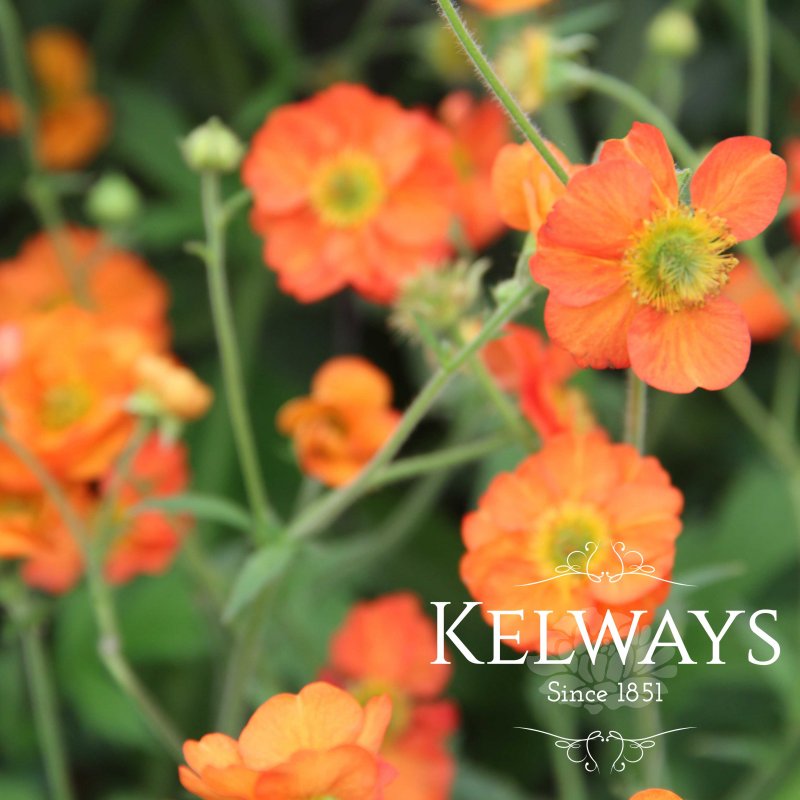 Geum FIERY TEMPEST (Macgeu005') (Tempest Series)