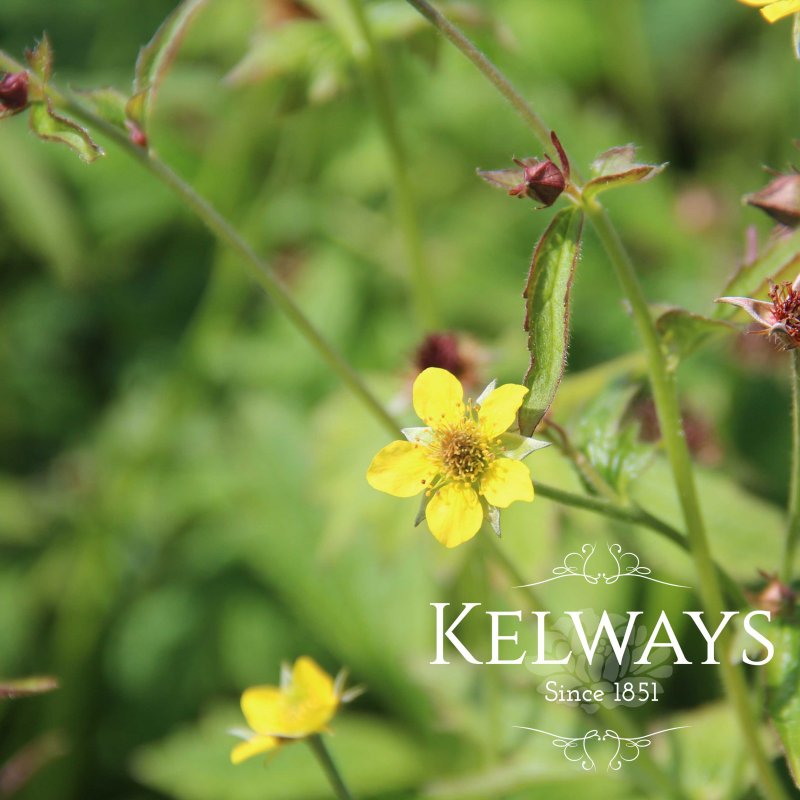 Geum urbanum