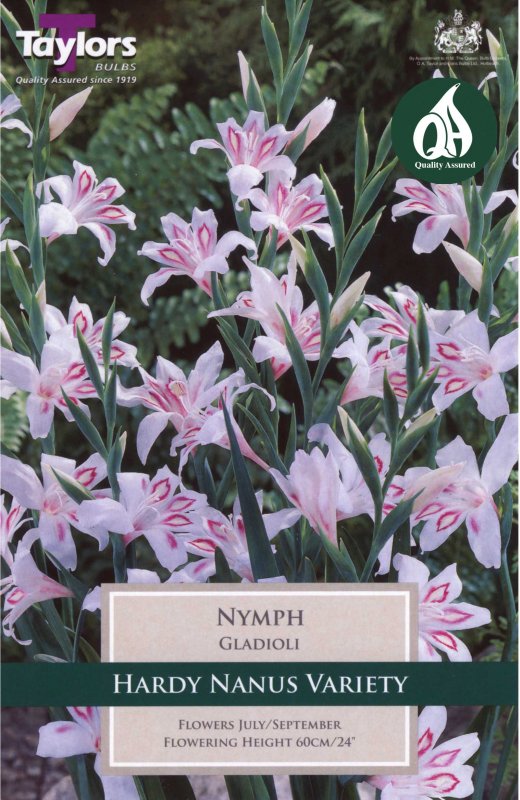 Taylors Bulbs Gladiolus Nymph (10 corms)
