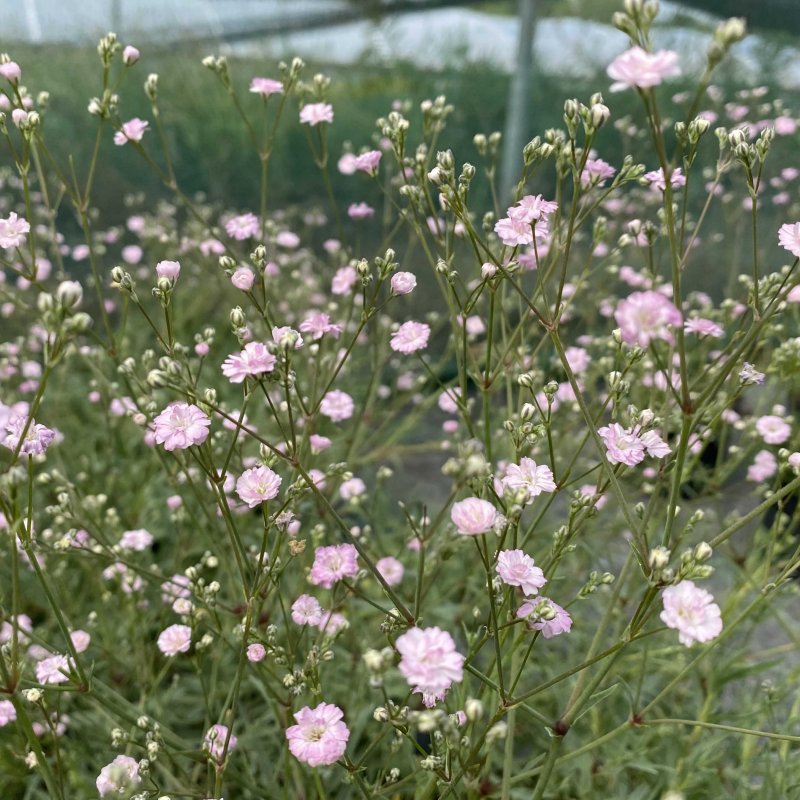 Gypsophila 'Rosenschleier'