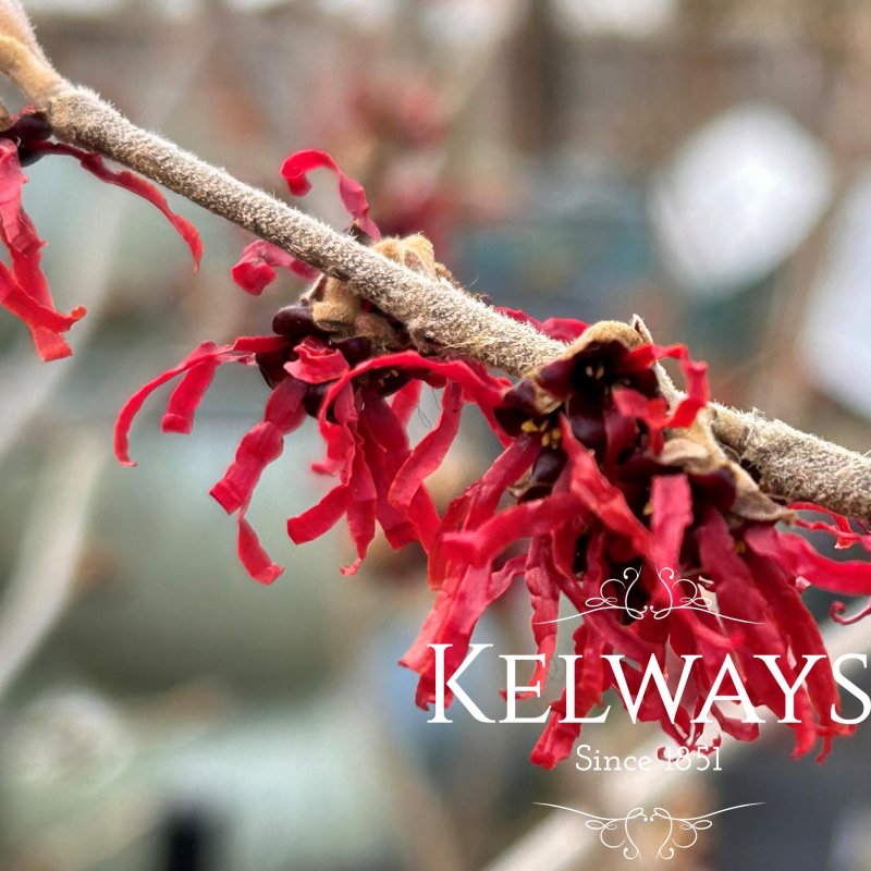 Hamamelis x intermedia 'Diane'