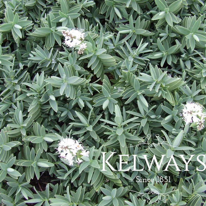 Veronica albicans 'Snow Carpet' (H)