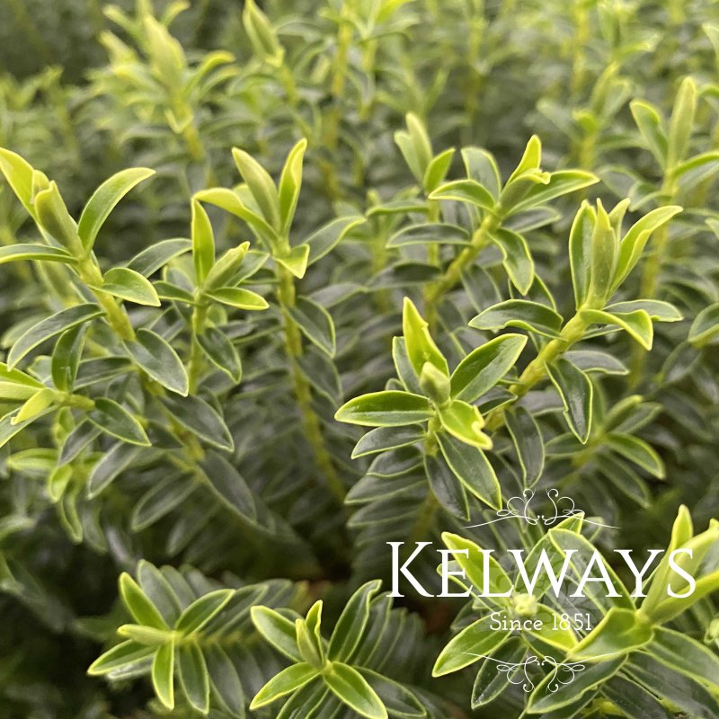 Hebe 'New Zealand' (2 litre pot)