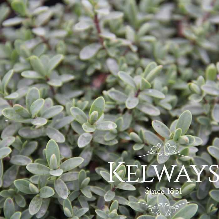 Hebe pinguifolia 'Pagei' (2 litre pot)