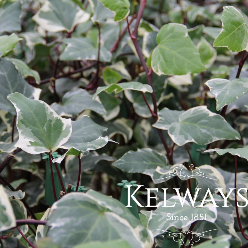 Hedera algeriensis 'Gloire de Marengo' (v)