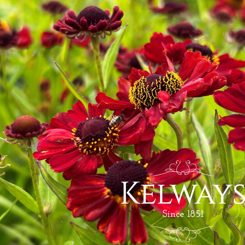 Helenium 'Rubinzwerg'