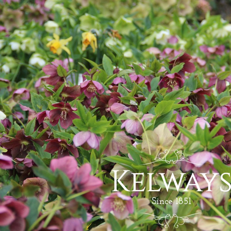 Helleborus x hybridus