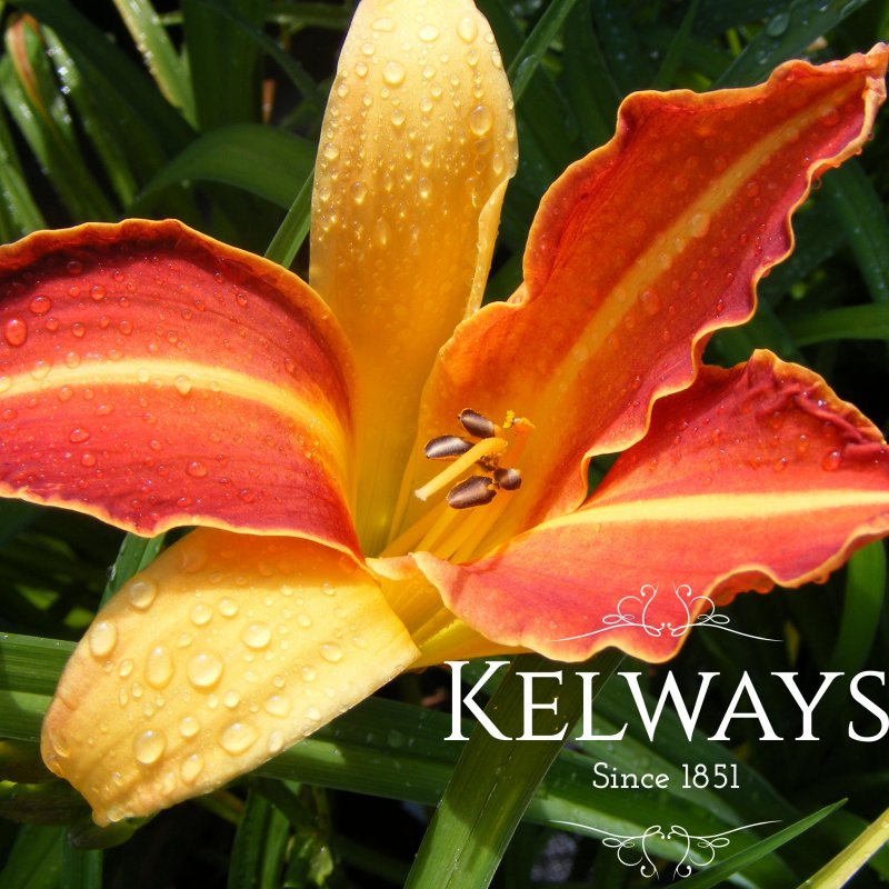Hemerocallis 'Frans Hals'