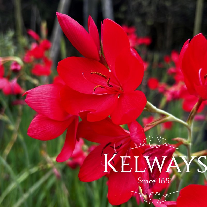 Hesperantha coccinea 'Major'