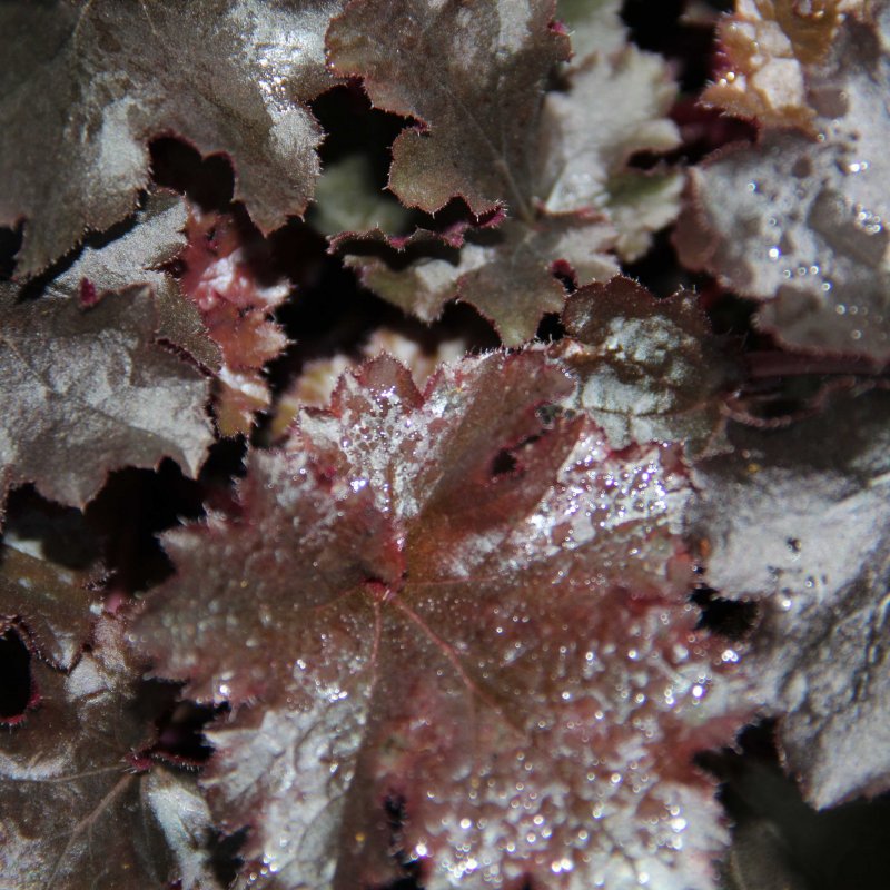 Heuchera Black Beauty