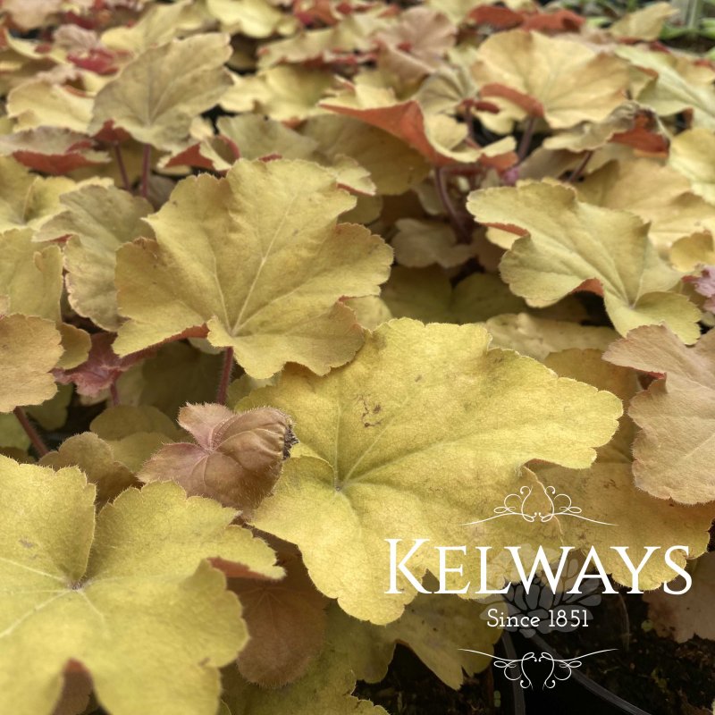 Heuchera Caramel