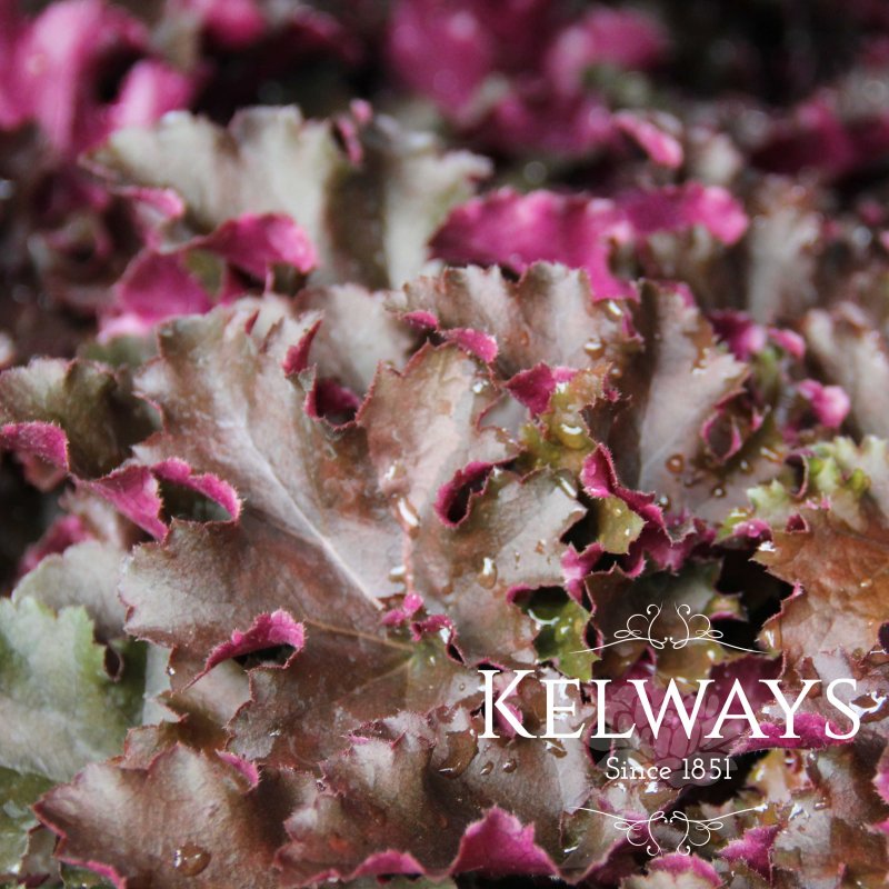 Heuchera 'Chocolate Ruffles'