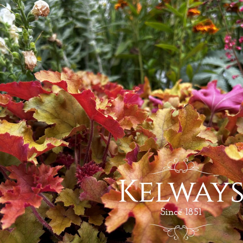 Heuchera 'Marmalade' PBR (2 litre pot)