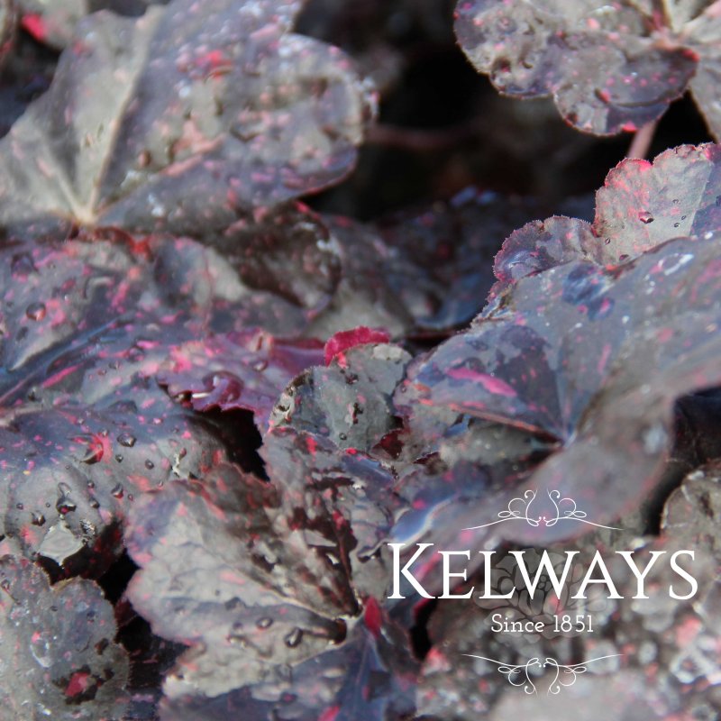 Heuchera 'Midnight Rose'