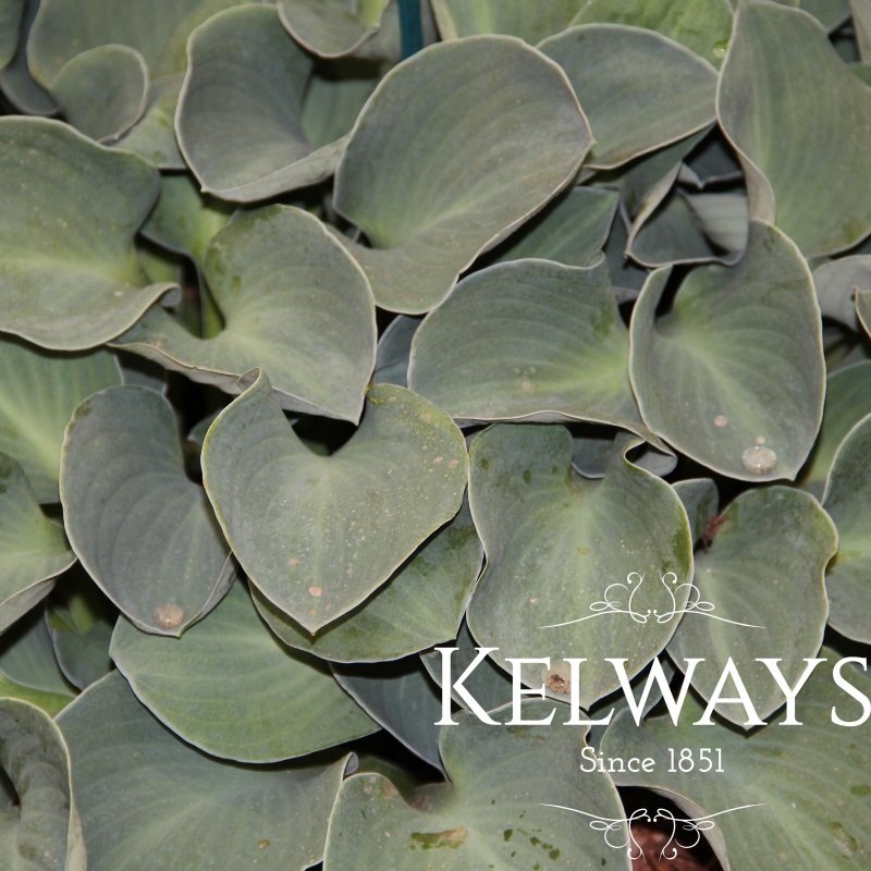 Hosta 'Blue Mouse Ears' (2 litre pot)