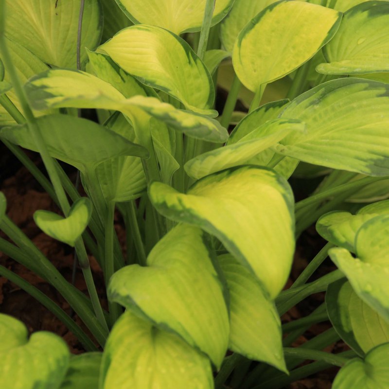 Hosta 'Gold Standard' (fortunei) (v)